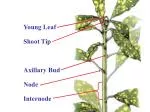 Young Leaf - slide 1