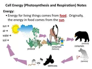 Cell Energy (Photosynthesis and Respiration) Notes Energy: Energy for living things comes from food . Originally, the