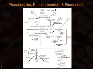 Phospholipids, Phosphoinositols &amp; Eicosanoids