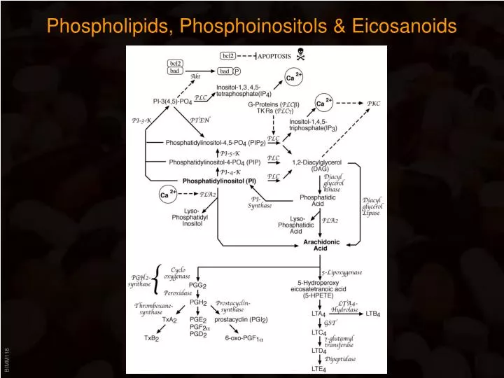 phospholipids phosphoinositols eicosanoids