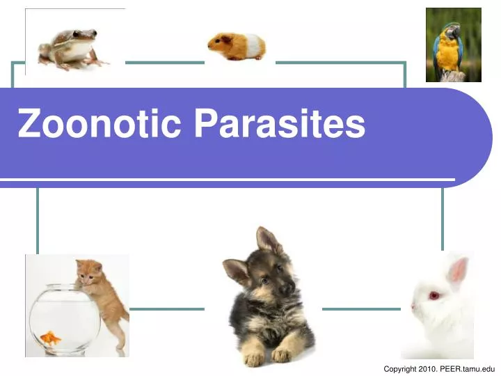 zoonotic parasites