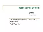 Yeast Vector System