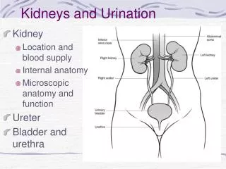 Kidneys and Urination