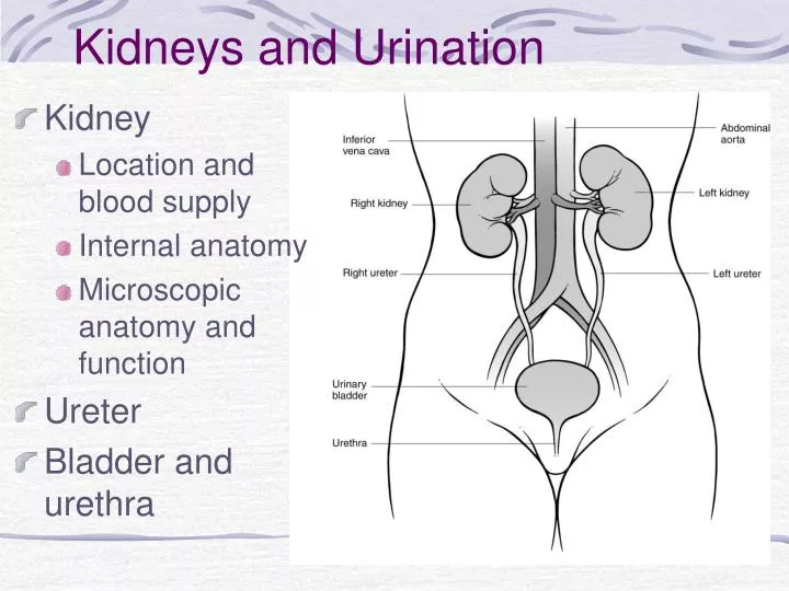 kidneys and urination