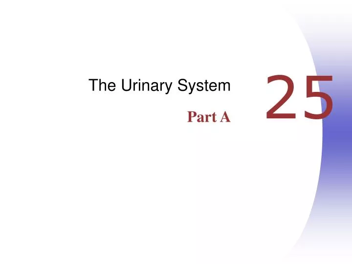 the urinary system part a