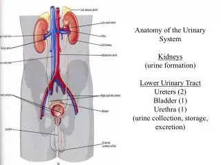 Anatomy of the Urinary System Kidneys (urine formation) Lower Urinary Tract Ureters (2) Bladder (1) Urethra (1) (urine c