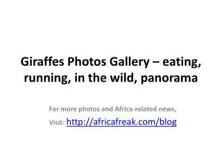 Photos of giraffes to download for free