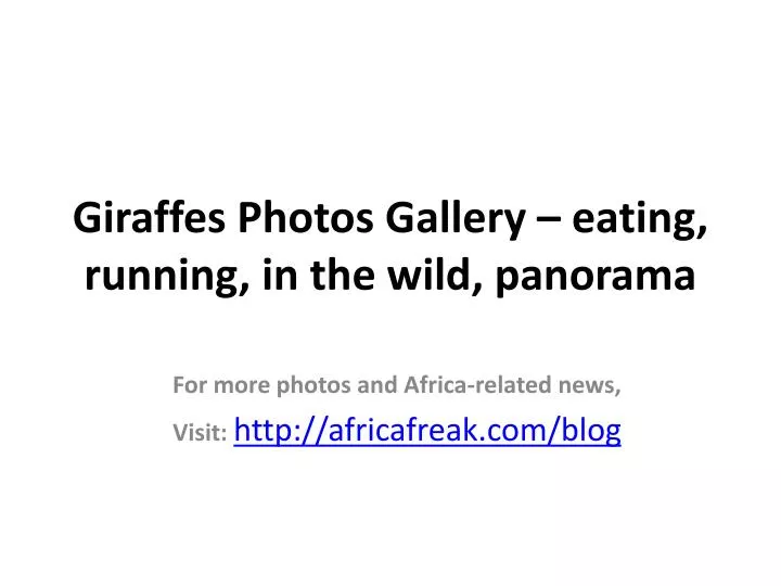 giraffes photos gallery eating running in the wild panorama