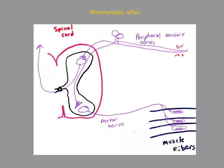 monosynaptic reflex