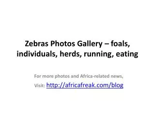 Photos of zebra to download for free