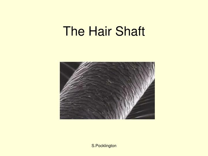 the hair shaft