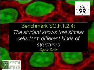 Benchmark SC.F.1.2.4: The student knows that similar cells form different kinds of structures Ophir Ortiz