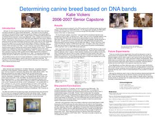 Determining canine breed based on DNA bands Katie Vickers 2006-2007 Senior Capstone