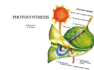 PHOTOSYNTHESIS IB Biology HL E. McIntyre