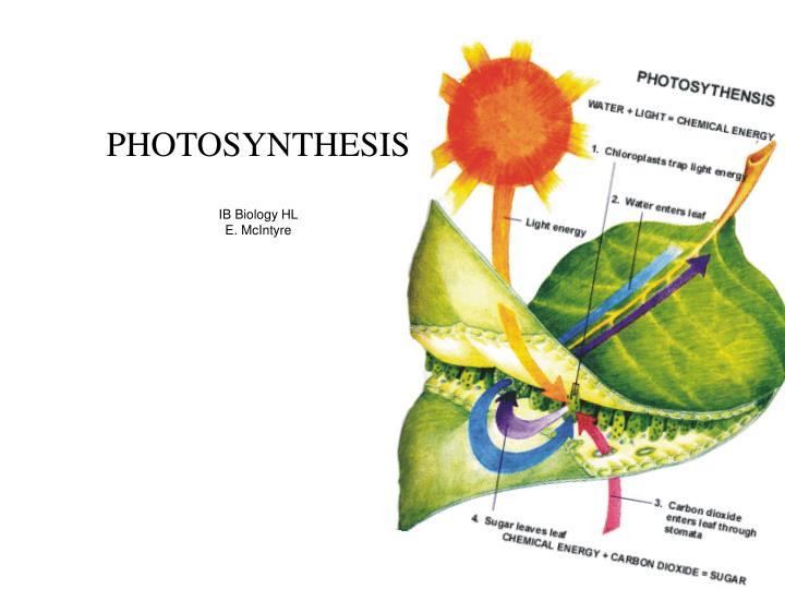 photosynthesis ib biology hl e mcintyre