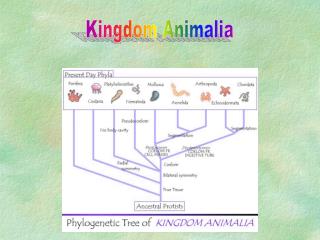 Kingdom Animalia