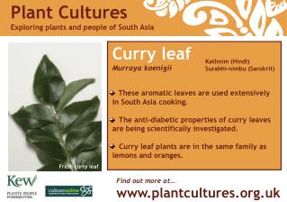 Curry leaf Murraya koenigii These aromatic leaves are used extensively in South Asia cooking.