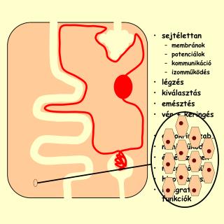 sejtélettan membránok potenciálok kommunikáció izomműködés légzés kiválasztás emésztés vér + keringés endokrin szab. nem