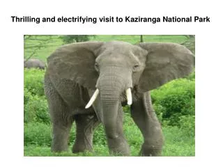 Thrilling and electrifying visit to Kaziranga National Park