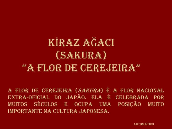 k raz a aci sakura a flor de cerejeira