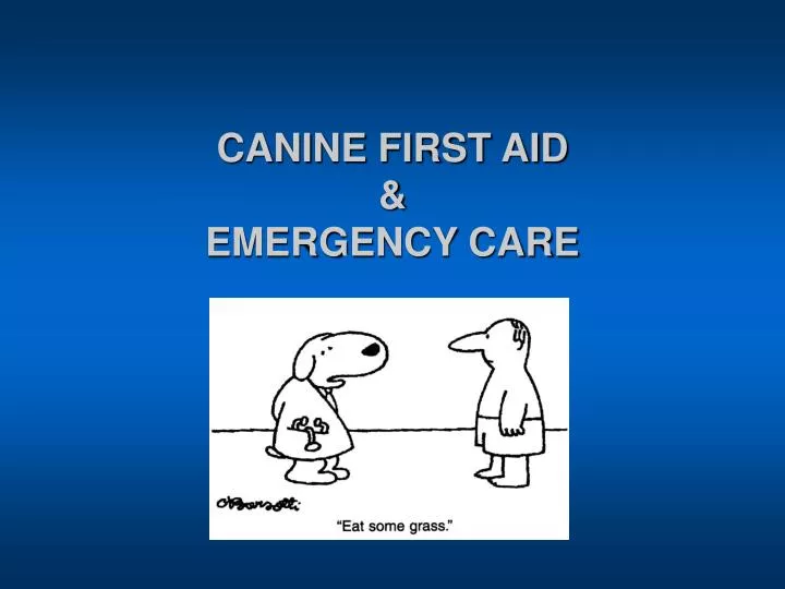 canine first aid emergency care