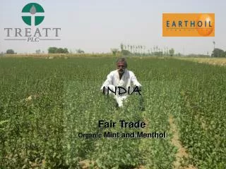 Earthoil Organic Fair Trade Mint