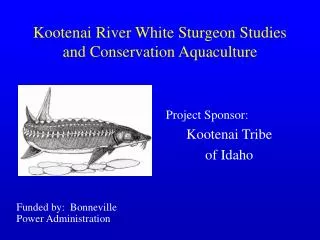 Kootenai River White Sturgeon Studies and Conservation Aquaculture