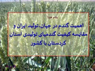اهمیت گندم در جهان،تولید ایران و مقایسه کیفیت گندمهای تولیدی استان کردستان با کشور