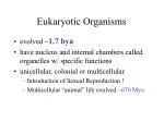 Eukaryotic Organisms - slide 1