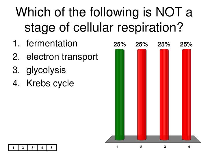which of the following is not a stage of cellular respiration