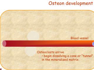 Osteon development