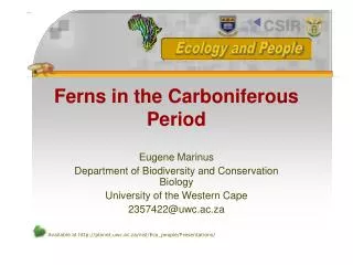Ferns in the Carboniferous Period