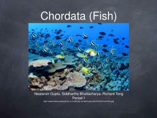Chordata (Fish)