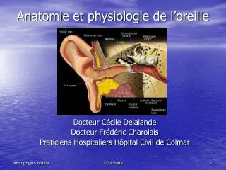 Anatomie et physiologie de l’oreille