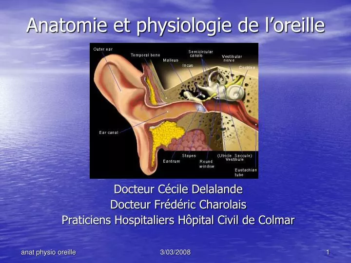 anatomie et physiologie de l oreille