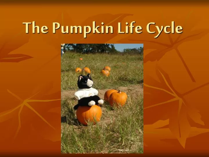 the pumpkin life cycle