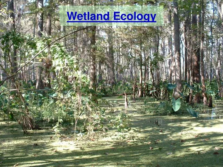 wetland ecology