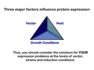 Three major factors influence protein expression