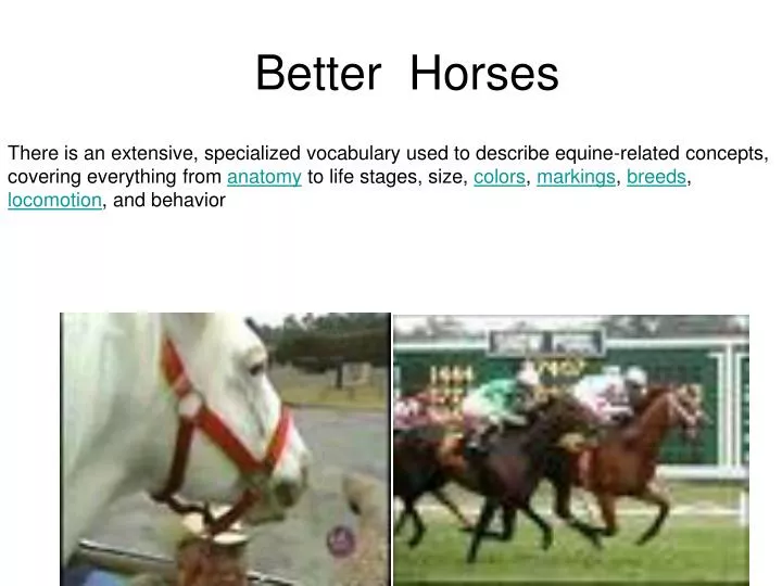 better horses