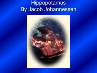 Hippopotamus By Jacob Johannessen