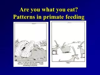 Are you what you eat? Patterns in primate feeding