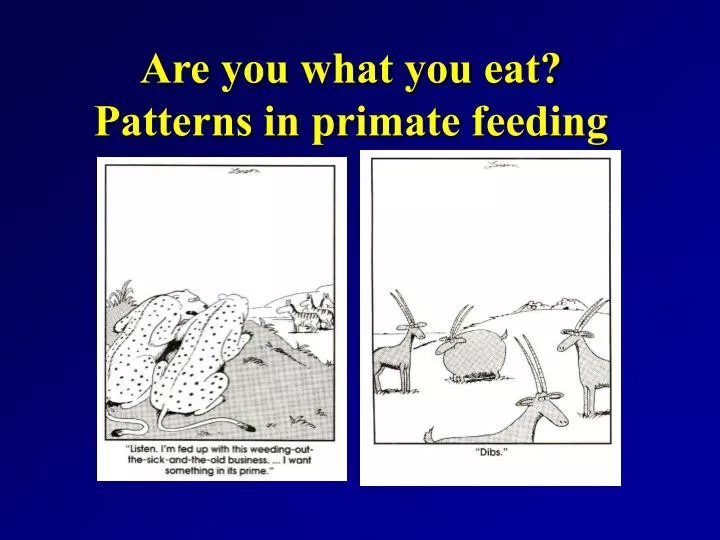 are you what you eat patterns in primate feeding