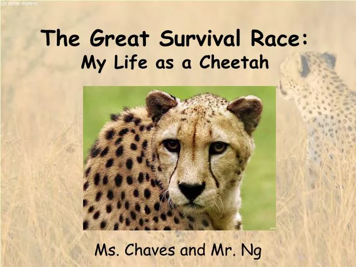 the great survival race my life as a cheetah