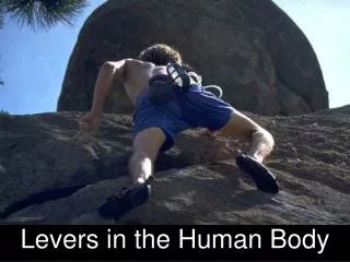 Levers in the Human Body
