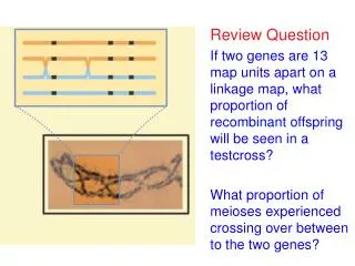 Review Question If two genes are 13 map units apart on a linkage map, what proportion of recombinant offspring will be s