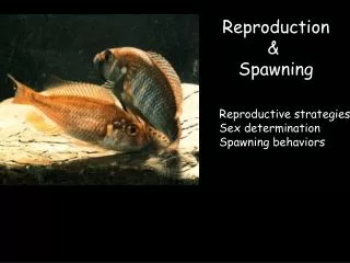 Reproduction &amp; Spawning