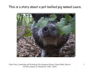 This is a story about a pot-bellied pig named Laura.