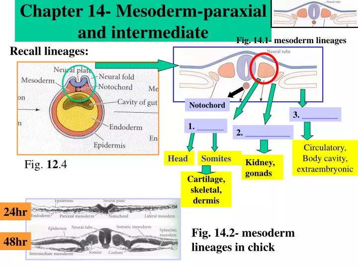 chapter 14 mesoderm paraxial and intermediate