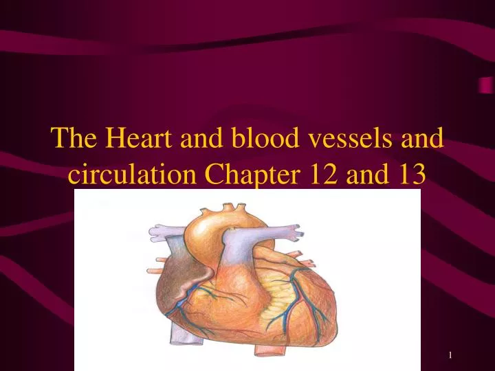 the heart and blood vessels and circulation chapter 12 and 13