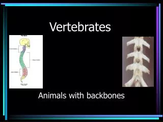 vertebrates